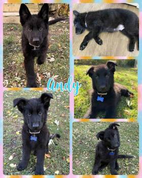 Rescue Mixed Breed Dogs for Adoption in Lancaster, New York - Andy | PetCurious