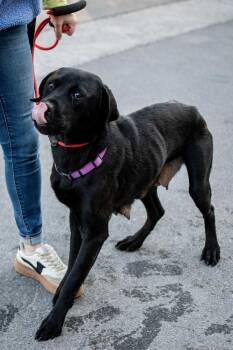 Labrador Retriever Dogs Available for Adoption - Scarlett | PetCurious
