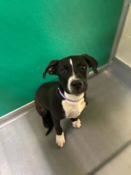 TINA -  Pit Bull Terrier and Mixed Breed Dog for Adoption in Visalia, California - TINA | PetCurious