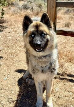 Shadow -  Shepherd and Husky Dog for Adoption in Gardnerville, Nevada - Shadow | PetCurious