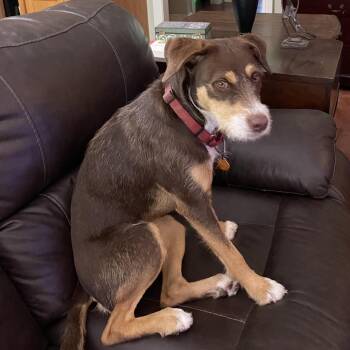 Lorabelle -  Patterdale Terrier Fell Terrier and Wirehaired Terrier Dog for Adoption in Abbotsford, British Columbia - Lorabelle | PetCurious