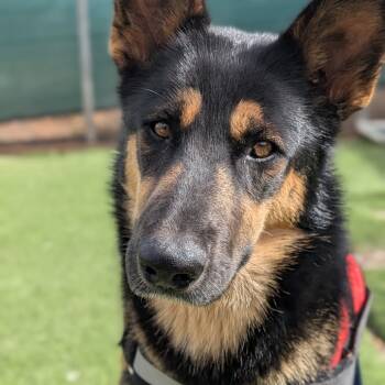 Rescue Shepherd and Mixed Breed Dogs for Adoption in Flagstaff, Arizona - Daffy | PetCurious