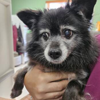 Velvet -  Pomeranian Dog for Adoption in Fall River, Massachusetts - Velvet | PetCurious