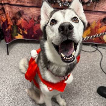 Rescue Siberian Husky Dogs for Adoption in Pahrump, Nevada - Rey | PetCurious