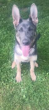 German Shepherd Dog Dogs Available for Adoption in Cleveland, Ohio - Indigo | PetCurious