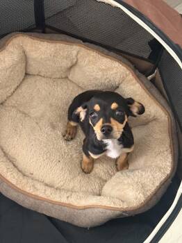 Scout -  Chihuahua and Dachshund Dog for Adoption in Dana Point, California - Scout | PetCurious