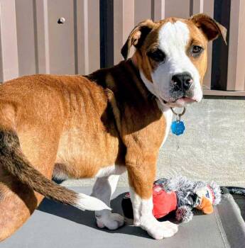 Rescue Pit Bull Terrier and Labrador Retriever Dogs for Adoption in Evergreen, Colorado - Moose | PetCurious