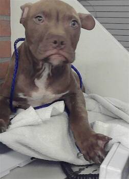 Staffordshire Bull Terrier and Mixed Breed Dogs Available for Adoption in Houston, Texas - A2077411 | PetCurious