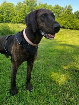 Plott Hound Dogs Available for Adoption in Maysville, Kentucky - Elvis | PetCurious