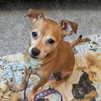 Ernie -  Chihuahua and Mixed Breed Dog for Adoption in Madison, Wisconsin - Ernie | PetCurious