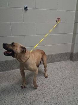 Black Mouth Cur and Mixed Breed Dogs Available for Adoption - ChaCha | PetCurious