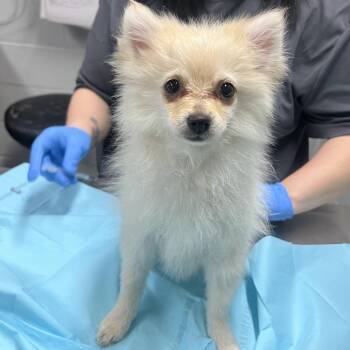 Pomeranian Dogs Available for Adoption - Evie | PetCurious