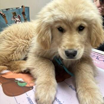Golden Retriever and Great Pyrenees Dogs Available for Adoption - Benedict  | PetCurious