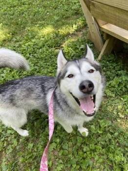 Zorro -  Mixed Breed Dog for Adoption in West Chester, Pennsylvania - Zorro | PetCurious