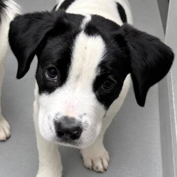 Infinity Pup: Titan -  Great Pyrenees and Mixed Breed Dog for Adoption in Falls Church, Virginia - Infinity Pup: Titan | PetCurious