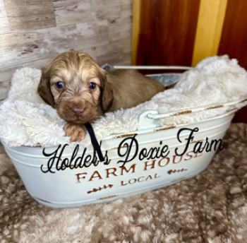 Miniature Dachshund Dogs Available for Sale - Oslo | PetCurious