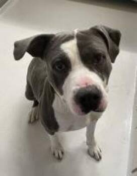 Terrier Dogs Available for Adoption - TANK | PetCurious