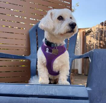 Loveable and Lively Levi -  Maltipoo Dog for Adoption in Carlsbad, California - Loveable And Lively Levi | PetCurious