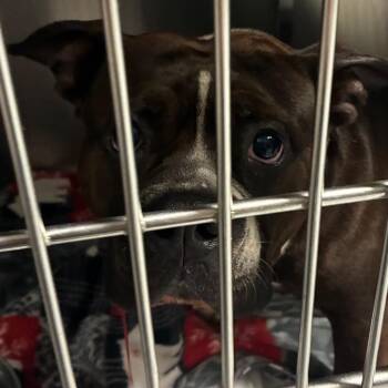 Parasol -  Mixed Breed Dog for Adoption in Philadelphia, Pennsylvania - Parasol | PetCurious