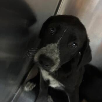 Chopper -  Mixed Breed Dog for Adoption in Corbin, Kentucky - Chopper | PetCurious