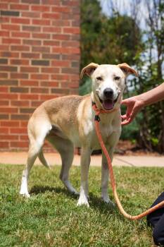 Labrador Retriever Dogs Available for Adoption in Stillwater, Oklahoma - Tikki | PetCurious