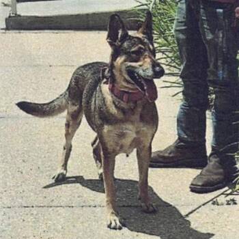 Daisy (26-371) -  German Shepherd Dog Dog for Adoption in New Ringgold, Pennsylvania - Daisy (26-371) | PetCurious