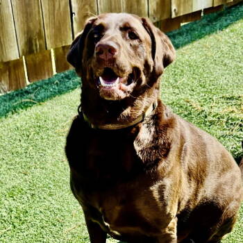 Rescue Labrador Retriever Dogs for Adoption in Denton, Texas - A~Moose | PetCurious