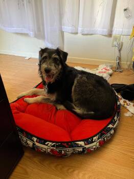 Schnauzer and Tibetan Terrier Dogs Available for Adoption in Escondido, California - Johnny Boy | PetCurious
