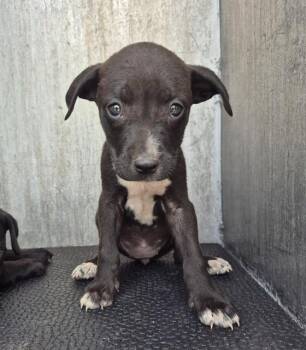 Labrador Retriever Dogs Available for Adoption in San Antonio, Texas - DEANNA | PetCurious