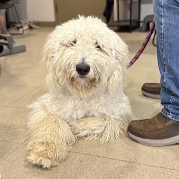 BANJO -  Poodle Dog for Adoption - BANJO | PetCurious