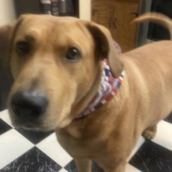 Buddy -  Mixed Breed and Chesapeake Bay Retriever Dog for Adoption in Lynchburg, Virginia - Buddy | PetCurious
