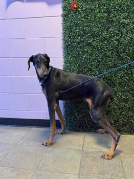 61652246 -  Doberman Pinscher and Mixed Breed Dog for Adoption in El Paso, Texas - 61652246 | PetCurious