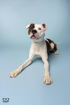 Tilly -  American Bulldog Dog for Adoption in Hoffman Estates, Illinois - Tilly | PetCurious