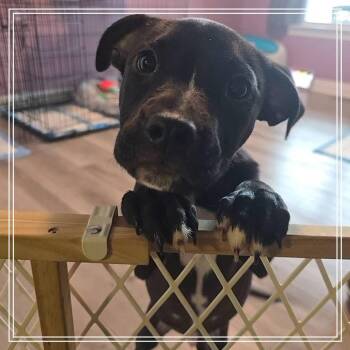 Gecko -  American Staffordshire Terrier Dog for Adoption in Monroe, Michigan - Gecko | PetCurious