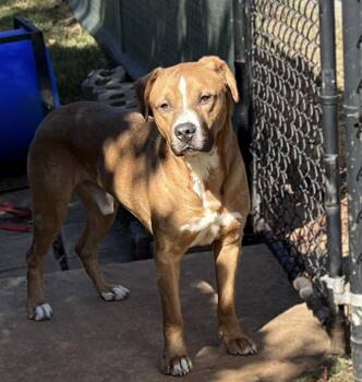 Rescue Mixed Breed Dogs for Adoption in Roswell, Georgia - Ross | PetCurious