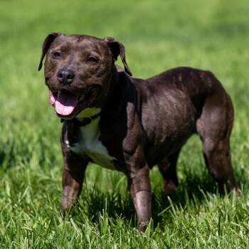 Rescue Pit Bull Terrier Dogs for Adoption in Phoenixville, Pennsylvania - Luna | PetCurious