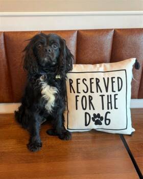 Cavalier King Charles Spaniel Dogs Available for Adoption in Sandy Springs, Georgia - JJ | PetCurious