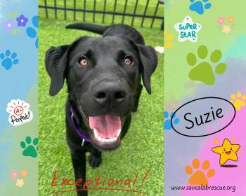 Labrador Retriever and Black Labrador Retriever Dogs Available for Adoption in Middletown, Rhode Island - Suzie | PetCurious