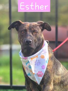 Esther -  German Shepherd Dog Dog for Adoption in Walthill, Nebraska - Esther | PetCurious