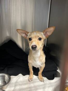 Rescue Chihuahua and Dachshund Dogs for Adoption in Seguin, Texas - Arrow | PetCurious