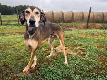 Rescue Greyhound and Lurcher Dogs for Adoption in Indianapolis, Indiana - Cletus | PetCurious