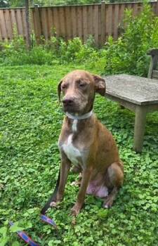 Junebug -  Catahoula Leopard Dog Dog for Adoption in Washington, District Of Columbia - Junebug | PetCurious