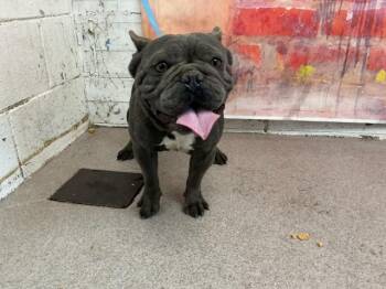 JAX -  French Bulldog Dog for Adoption in San Bernardino, California - JAX | PetCurious