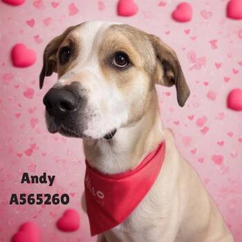 Great Dane and Mixed Breed Dogs Available for Adoption - ANDY | PetCurious