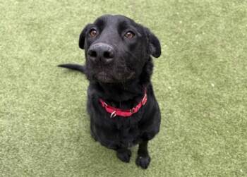 Labrador Retriever Dogs Available for Adoption - IVY | PetCurious