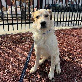 Rescue Great Pyrenees Dogs for Adoption in New York, New York - Dug | PetCurious