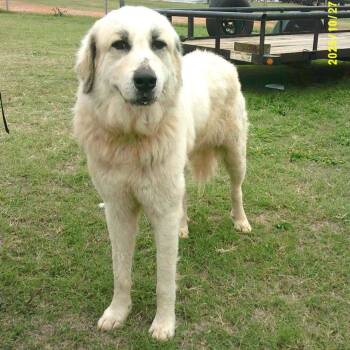 Marlow -  Great Pyrenees and Mixed Breed Dog for Adoption in Buffalo, Minnesota - Marlow | PetCurious