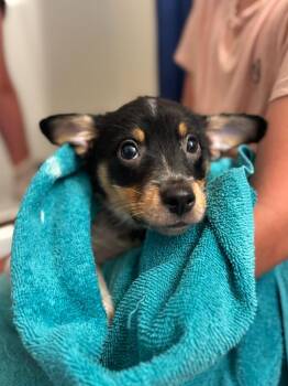 Cammie -  Smooth Fox Terrier and Chihuahua Dog for Adoption in Thompson Falls, Montana - Cammie | PetCurious