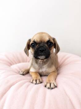Jewels -  Pug Dog for Adoption in Corona, California - Jewels | PetCurious