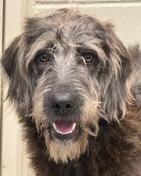 Terrier Dogs Available for Adoption - Finley - The Most Handsome Boy! | PetCurious